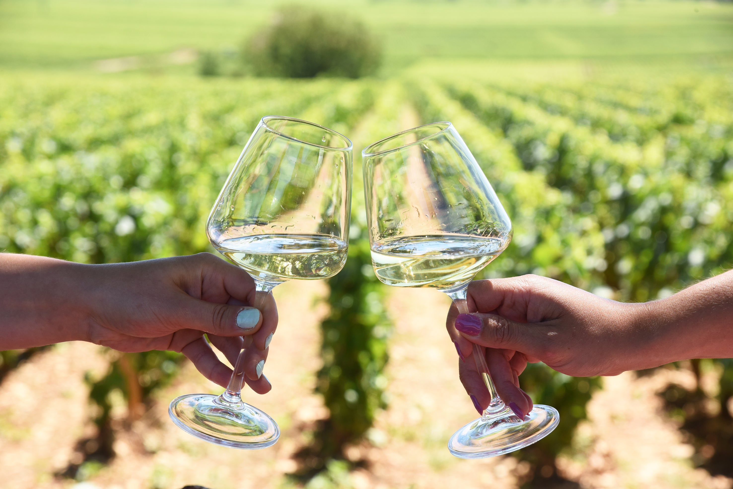 Vivez l'Art du Vin en Bourgogne : Explorez les Vignobles en Louant une Citroën 2CV avec Bourgogne Chic !